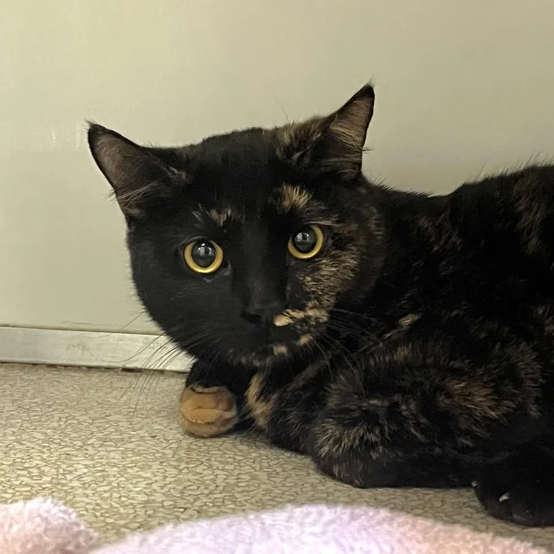 A young medium-sized female Tortoiseshell Domestic Short Hair cat named Runa for adoption in Birdsboro, PA