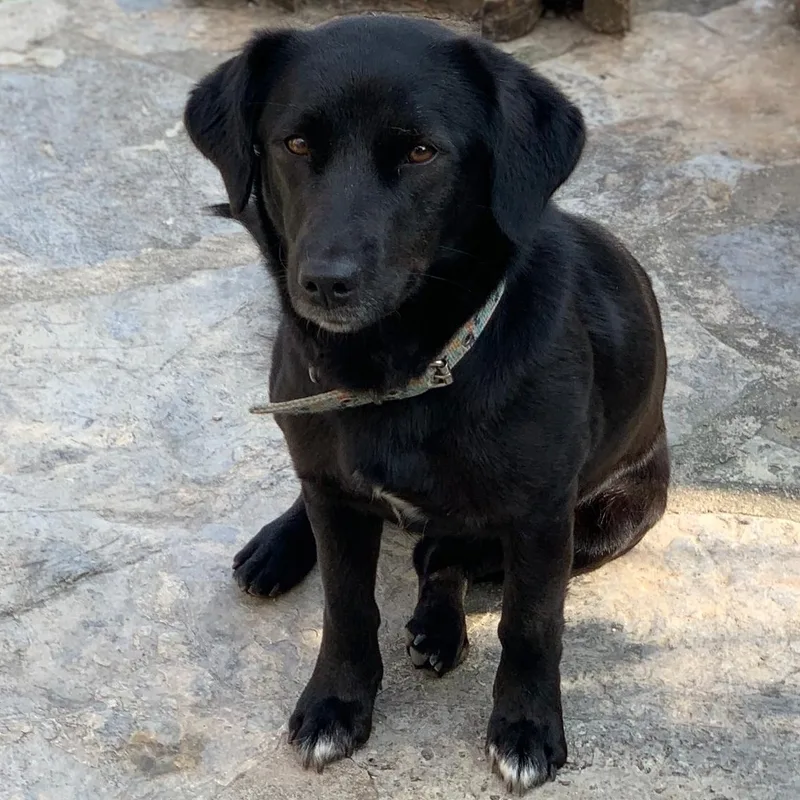 Ms. Shiny Velvet thumbnail 2