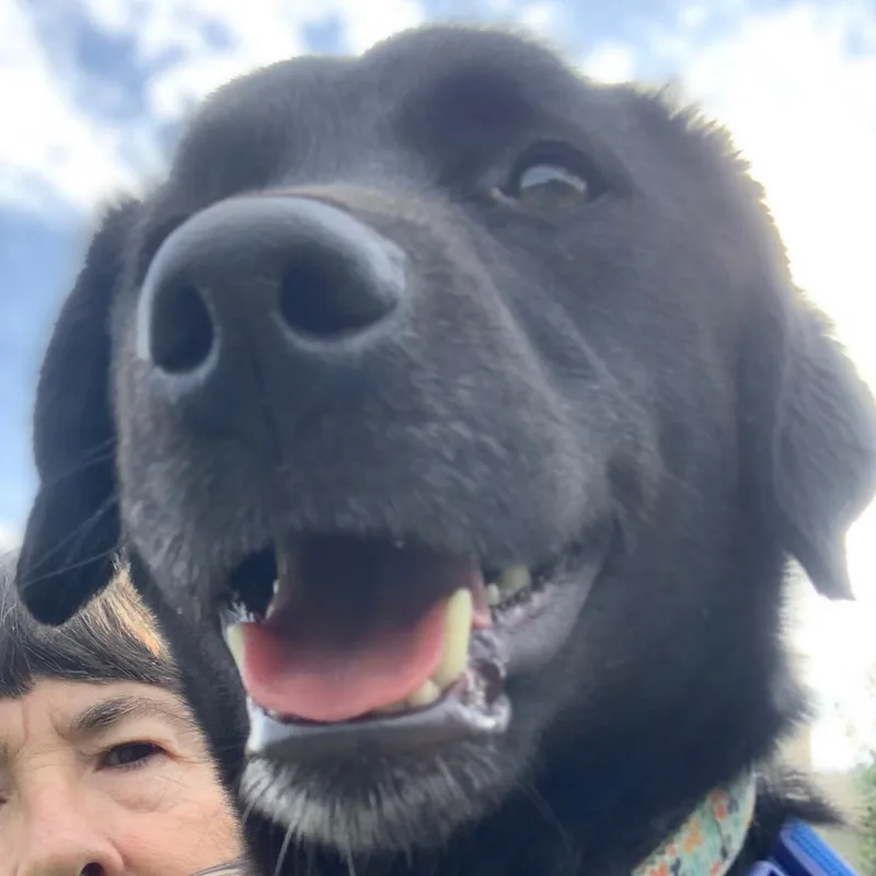 Ms. Shiny Velvet thumbnail 3