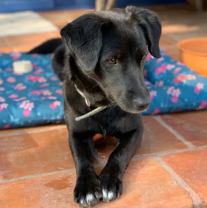 Ms. Shiny Velvet thumbnail 4