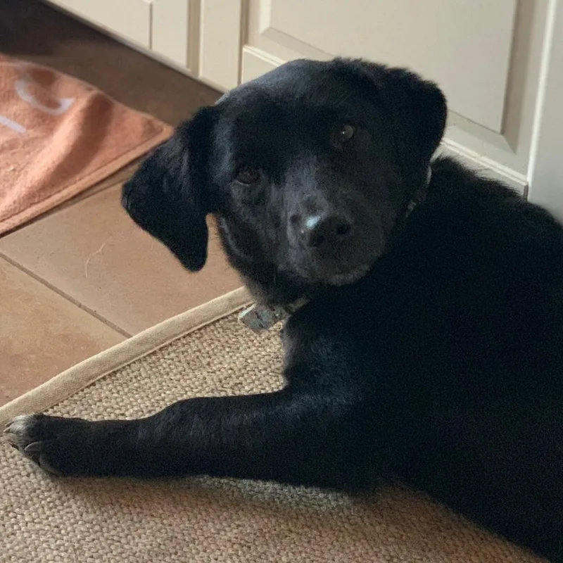 Ms. Shiny Velvet thumbnail 5