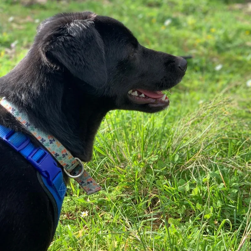 Ms. Shiny Velvet thumbnail 6