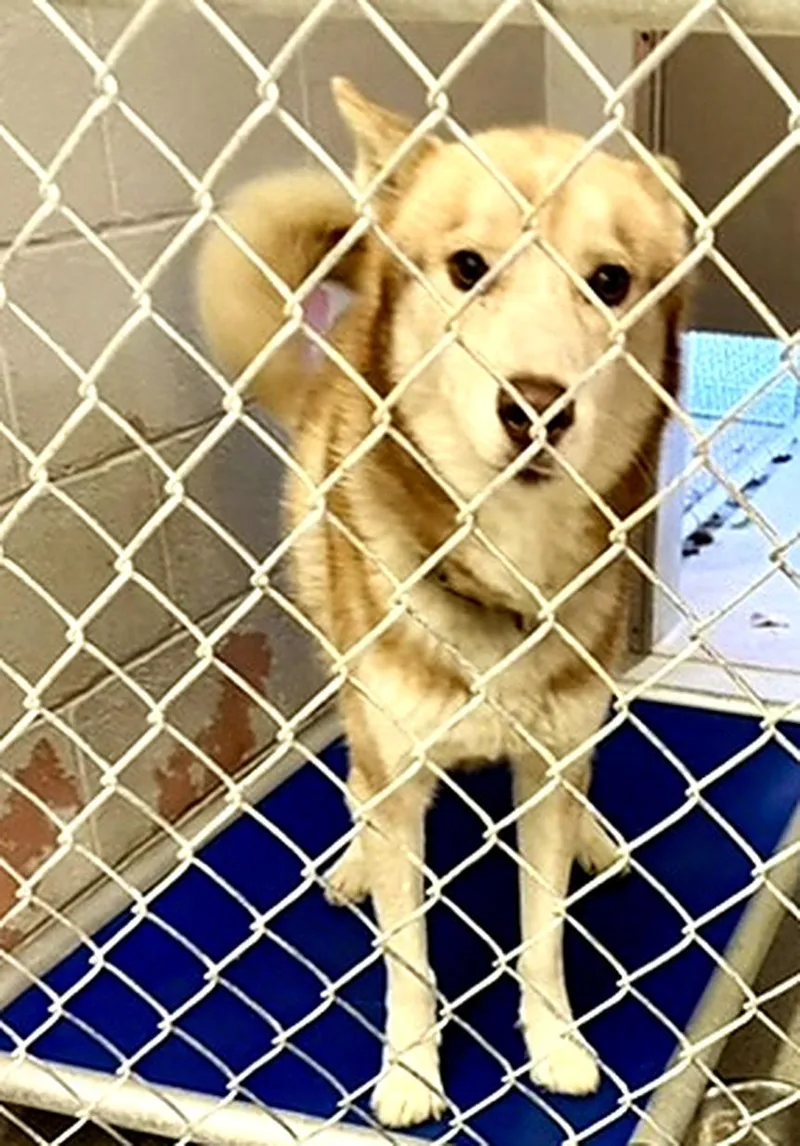 An adult large-sized male Siberian Husky dog named Koda for adoption in Petersburg, VA