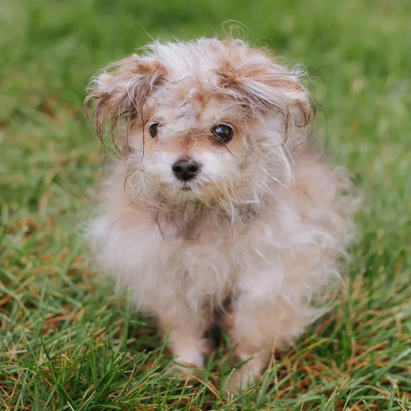 A senior small-sized female Yorkshire Terrier dog named Washcloth for adoption in Northbrook, IL