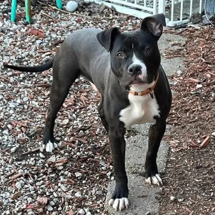 Maverick thumbnail 2