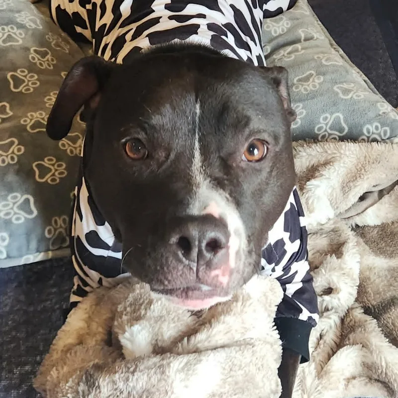 Maverick thumbnail 3