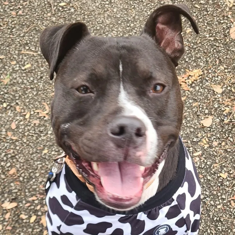 Maverick thumbnail 4