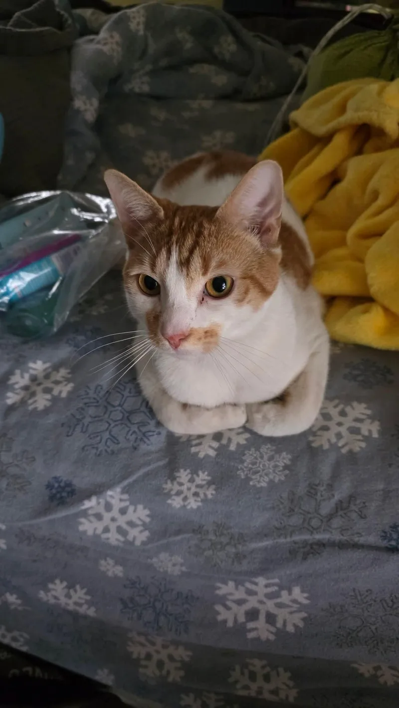 Crumpet & Muffin thumbnail 2