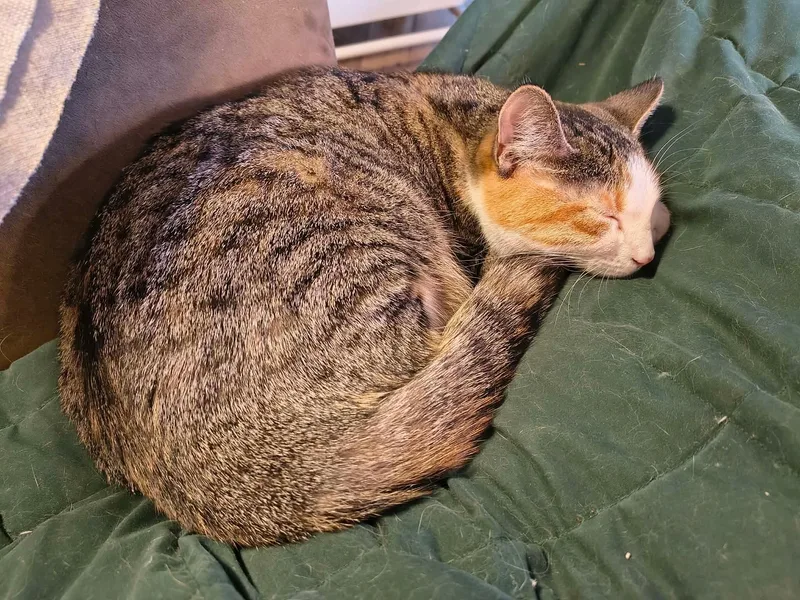 Crumpet & Muffin thumbnail 3