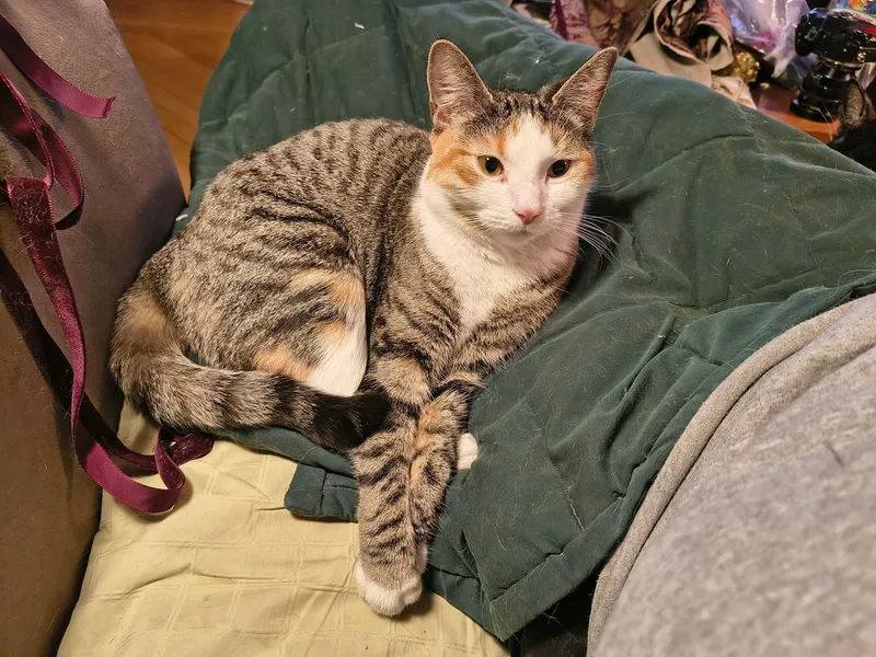 Crumpet & Muffin thumbnail 4