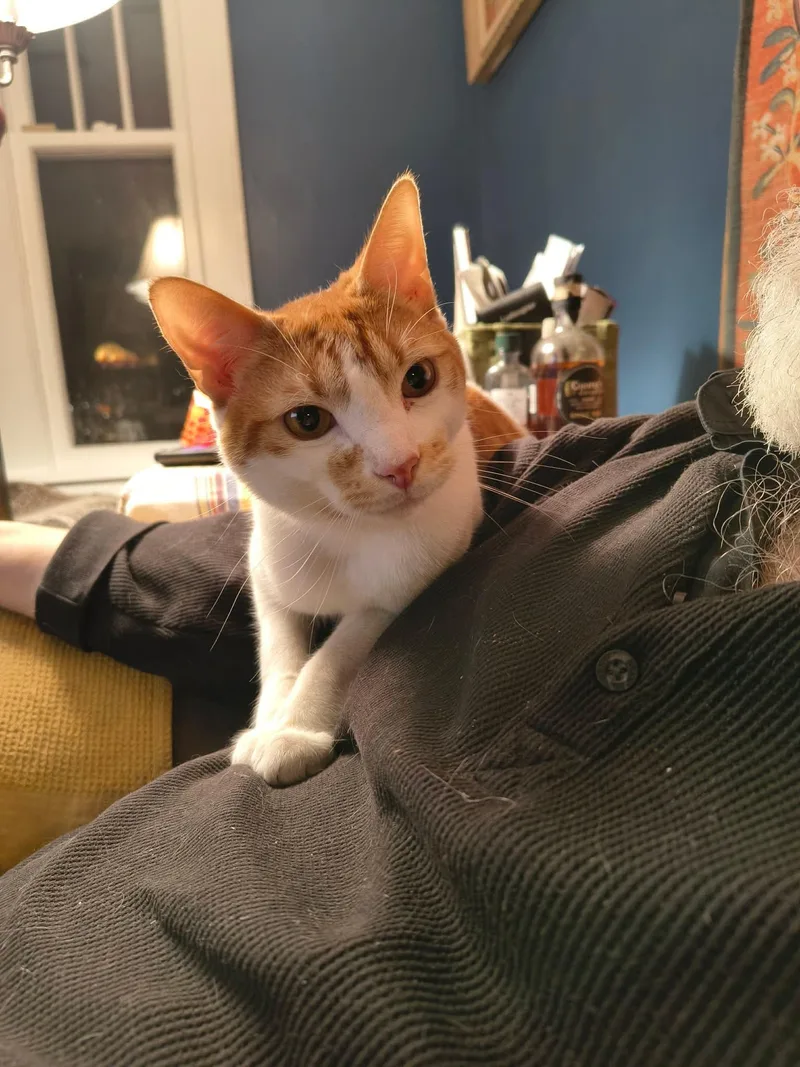 Crumpet & Muffin thumbnail 5