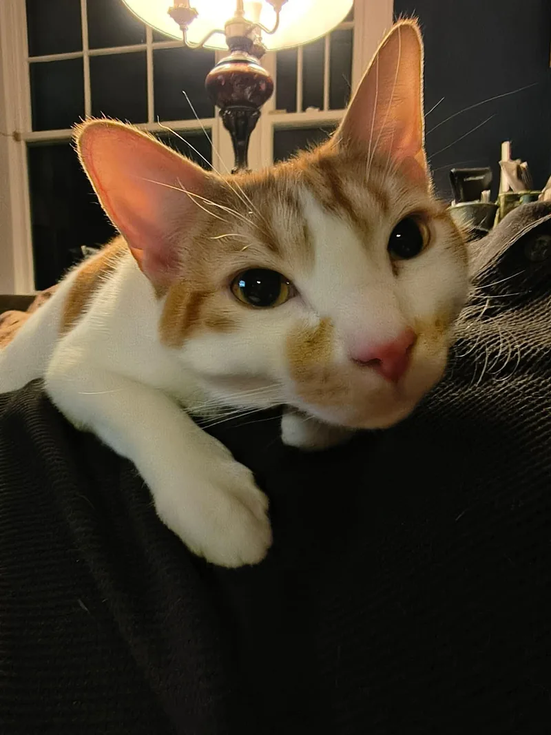 Crumpet & Muffin thumbnail 6