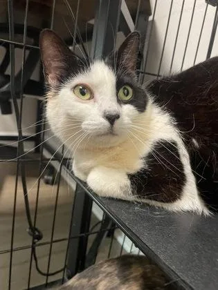 An adult small-sized female Domestic Short Hair cat named Beasley for adoption in Lawrenceville, GA