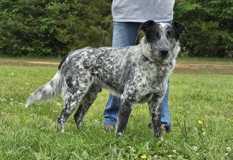 An adult medium-sized male Black Australian Shepherd dog named Shade for adoption in Watertown, CT