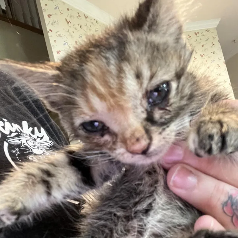 A baby small-sized female Torbie Domestic Short Hair cat named Queens for adoption in Waldorf, MD