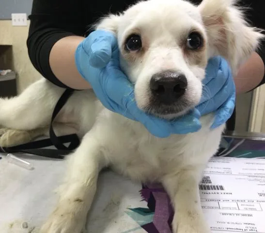A young small-sized female Maltese dog named Cinderella for adoption in Riverside, CA