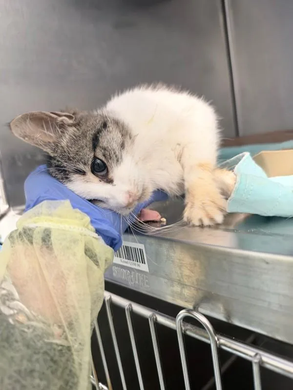 A young small-sized female Domestic Short Hair cat named Butternut Squash for adoption in Ridgewood, NY