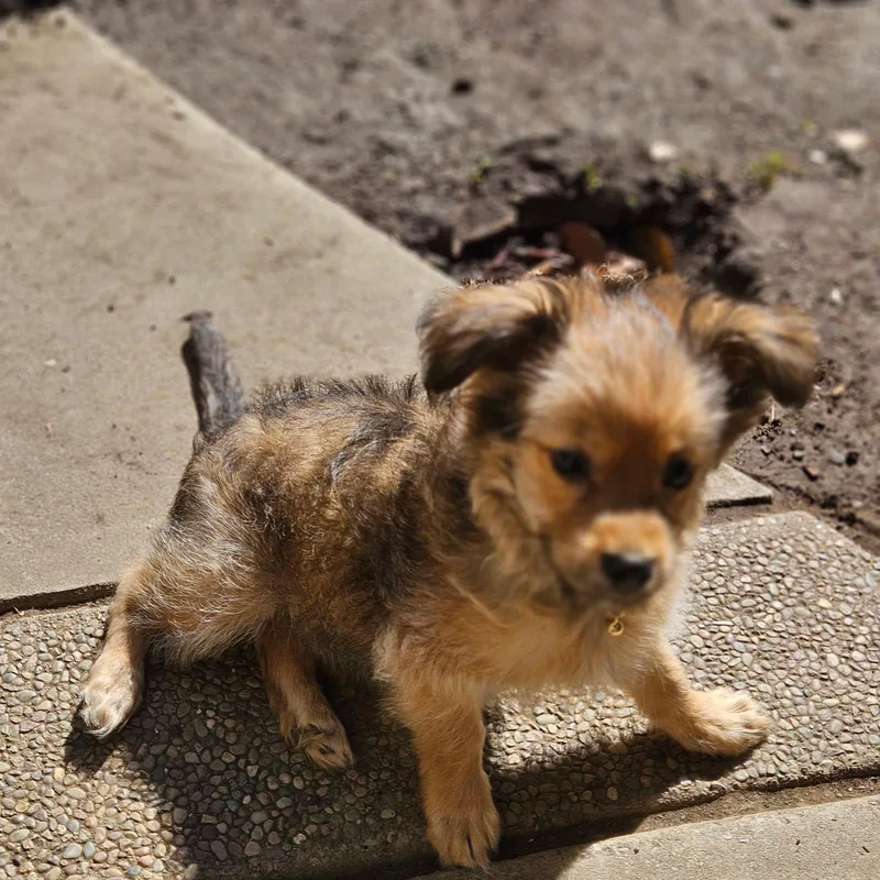 A baby small-sized male Miniature Poodle dog named Bristle for adoption in Lafayette, CA