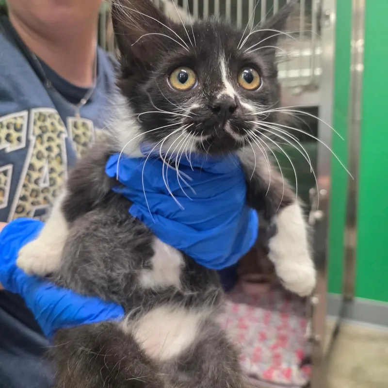 A baby small-sized female Black Domestic Medium Hair cat named Tammy for adoption in Mount Vernon, IN