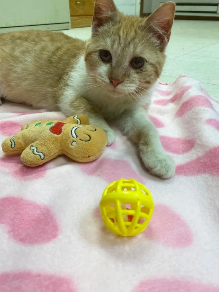 An adult small-sized female American Shorthair cat named Gingerbread for adoption in Van Wert, OH