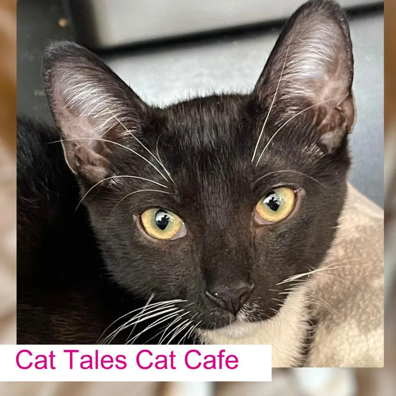 An adult large-sized female Black Domestic Short Hair cat named Casey for adoption in Chapel Hill, NC