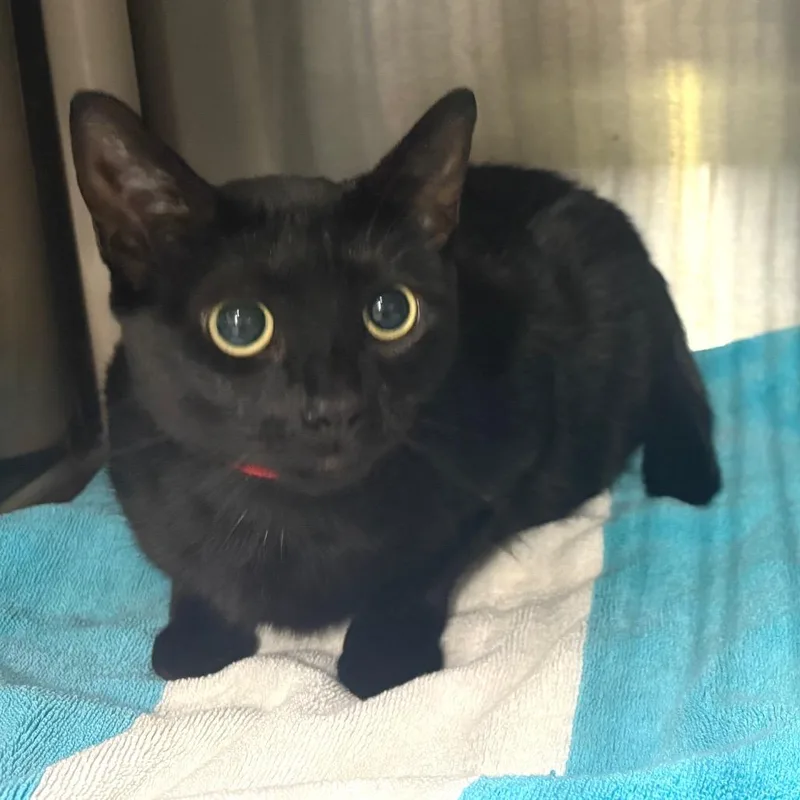A young large-sized female Black Domestic Short Hair cat named Lovey for adoption in Long Beach, CA