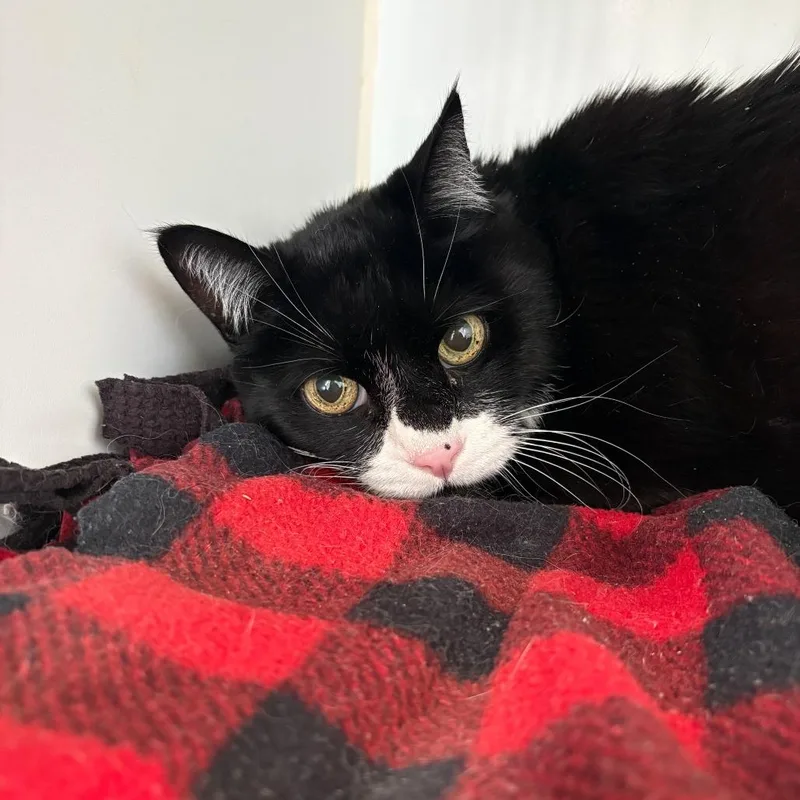 A senior medium-sized male Black & White / Tuxedo Domestic Short Hair cat named Walter for adoption in Grass Valley, CA