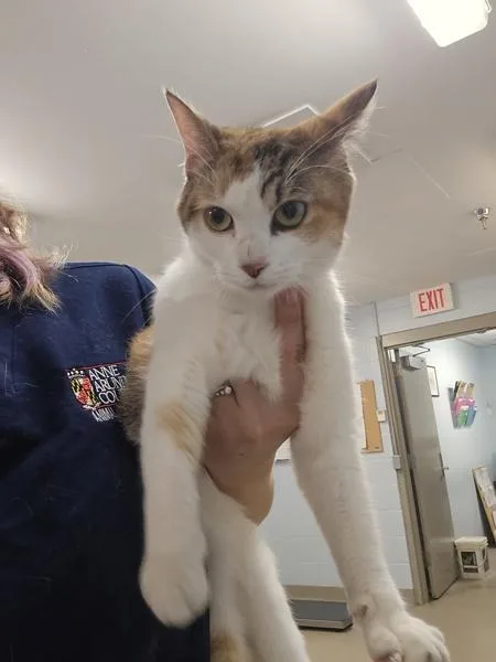 A young medium-sized female Domestic Short Hair cat named Corvette for adoption in Millersville, MD