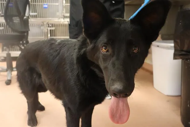 A young medium-sized male Mixed Breed dog named Falcon for adoption in Columbia, SC
