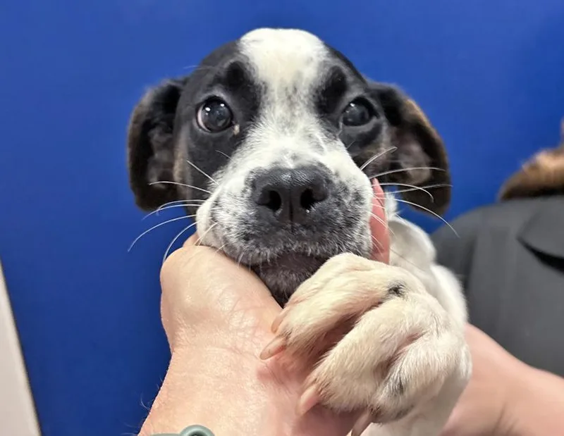 A young medium-sized female Boxer dog named Daisy for adoption in Columbus, IN