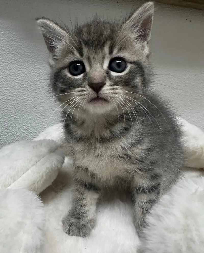 A baby medium-sized male Domestic Short Hair cat named Alan for adoption in Little Rock, AR