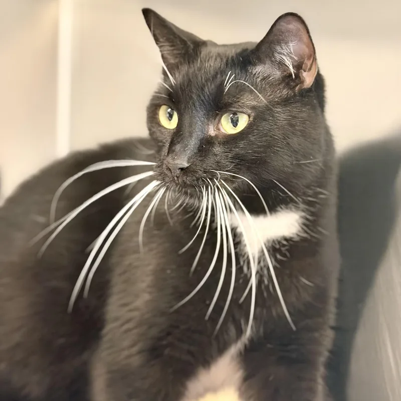 An adult medium-sized male Black & White / Tuxedo Domestic Short Hair cat named Charlie for adoption in Jackson, NJ