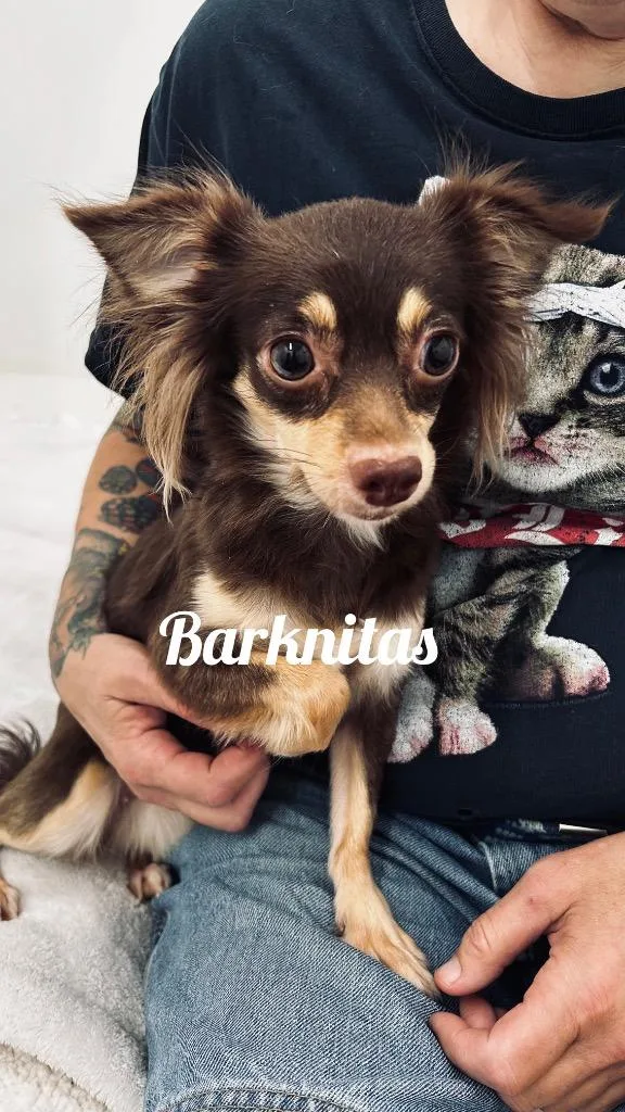A young small-sized female Chihuahua dog named Barknitas for adoption in Jacksonville, IL