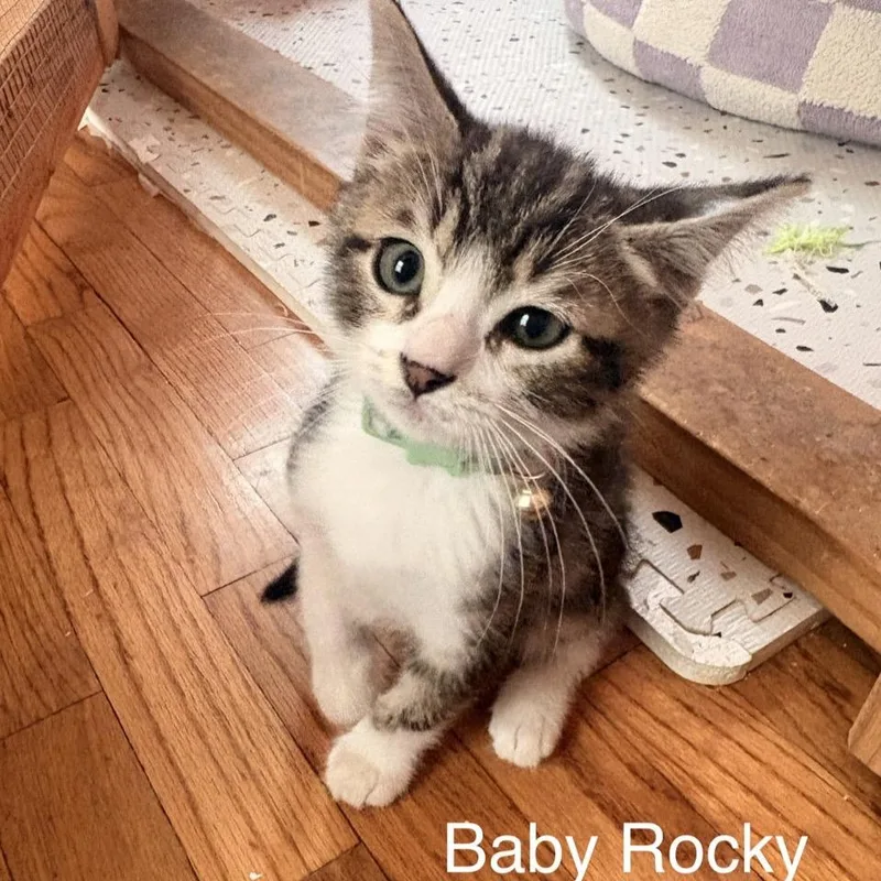A baby small-sized male Brown / Chocolate Domestic Short Hair cat named Rocky for adoption in Westminster, CA