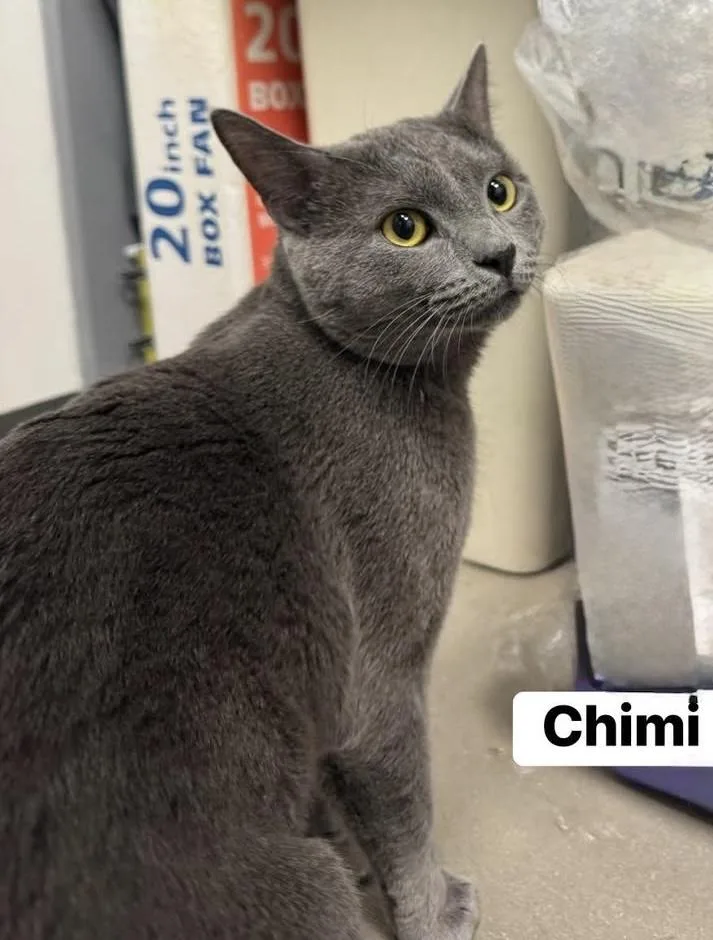 An adult medium-sized male Gray / Blue / Silver Domestic Short Hair cat named Chimi for adoption in Staten Island, NY