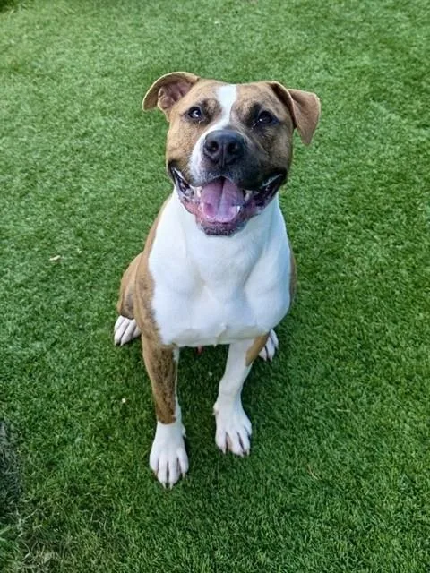 An adult medium-sized male Mixed Breed dog named Cam for adoption in Dallas, TX