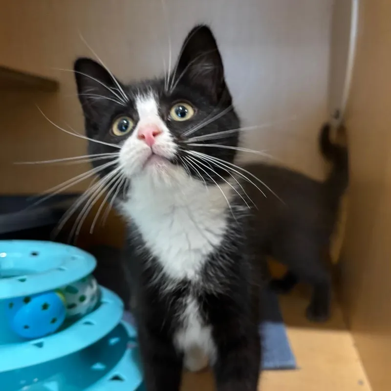 A baby small-sized female Black Domestic Short Hair cat named Bell Pepper for adoption in Washington Township, OH