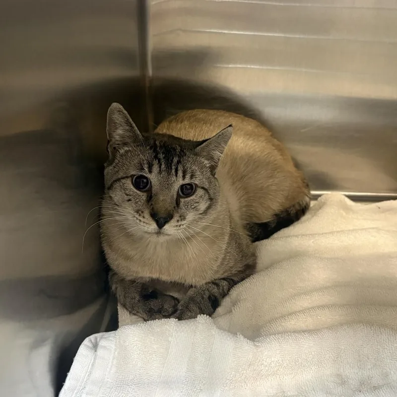 A young medium-sized male Seal Point Domestic Short Hair cat named Smoke for adoption in Saint Charles, MO