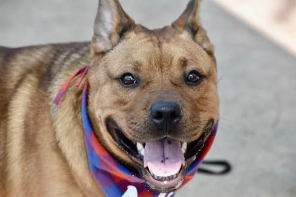 An adult large-sized male Mixed Breed dog named Max for adoption in Staten Island, NY