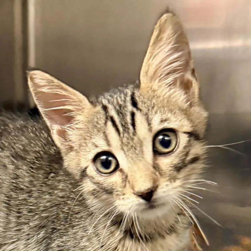 A baby small-sized male Brown / Chocolate Domestic Short Hair cat named Nickson for adoption in Palm Springs, CA