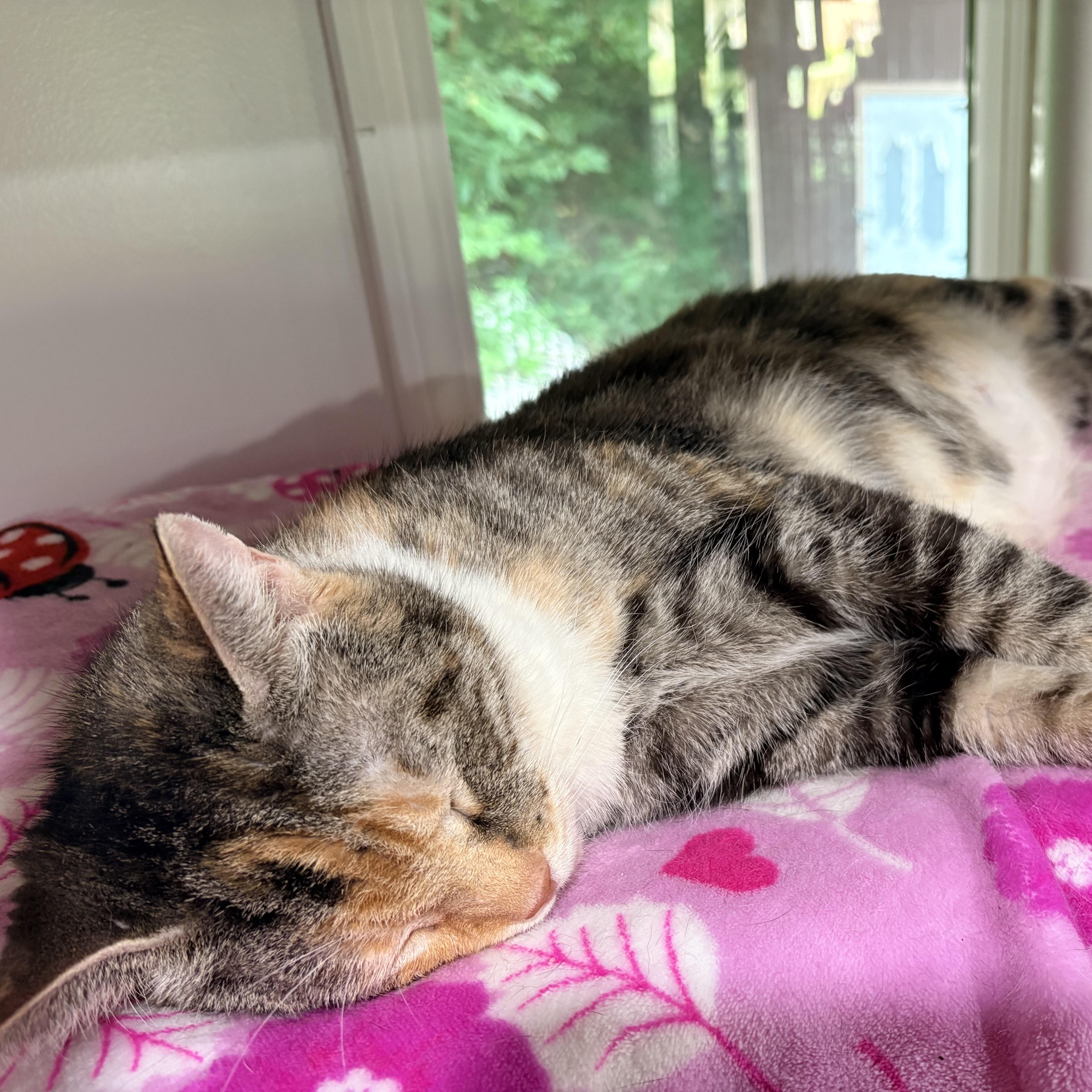 An adult extra large-sized female Domestic Short Hair cat named Bonnie for adoption in North Huntingdon, PA