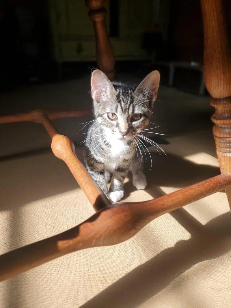 A baby medium-sized female Domestic Short Hair cat named Wildfire Bonded with for adoption in Camden, TN