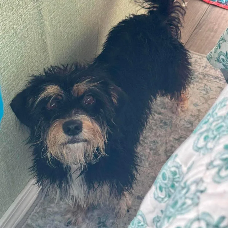 An adult small-sized female Yellow / Tan / Blond / Fawn Standard Schnauzer dog named Candie for adoption in Loves Park, IL