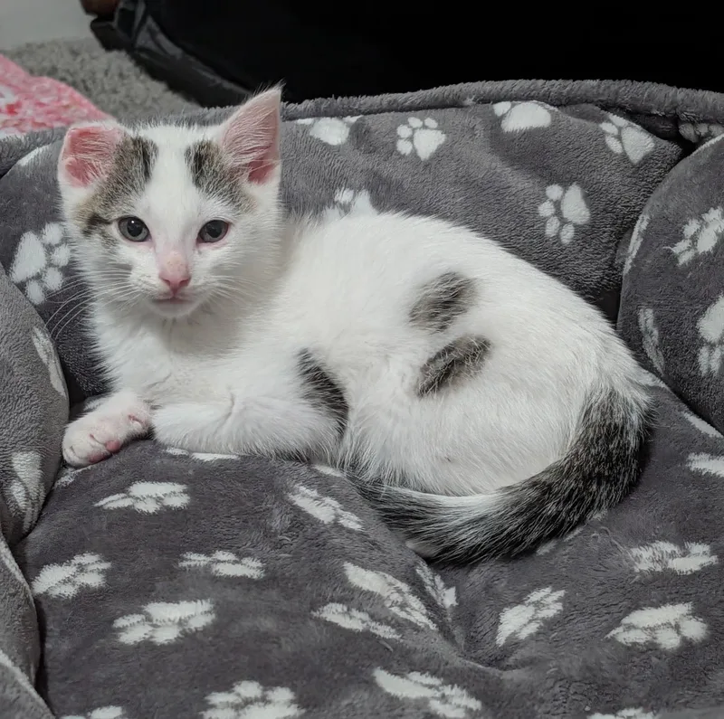 A baby medium-sized male Black Domestic Short Hair cat named Vinny for adoption in Murfreesboro, TN