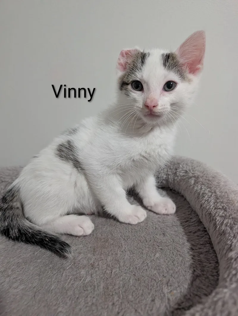 Vinny thumbnail 2