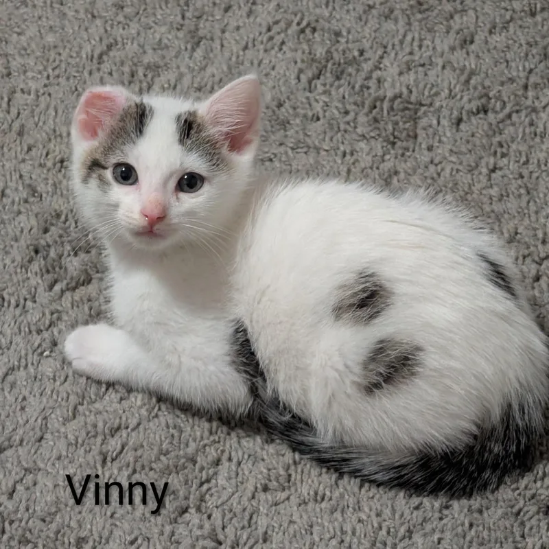 Vinny thumbnail 3