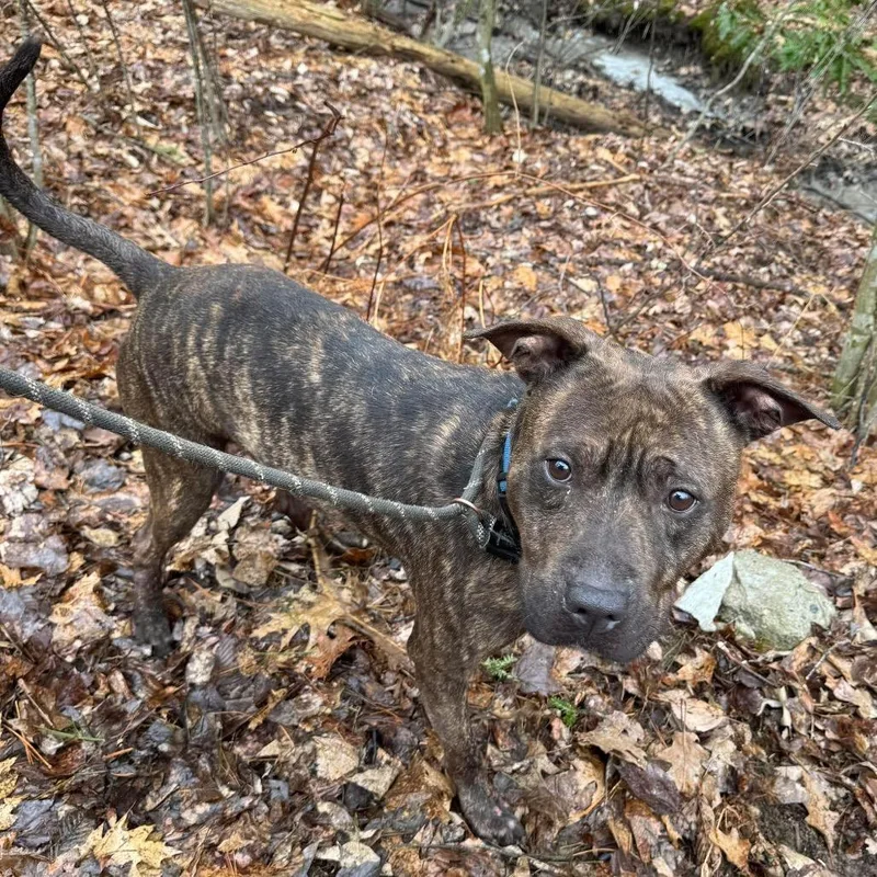 An adult medium-sized male Brindle Mixed Breed dog named Friday for adoption in Vassalboro, ME