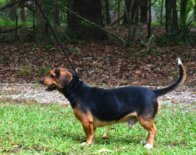 An adult small-sized male Brown / Chocolate Beagle dog named Paddy for adoption in Willingboro, NJ