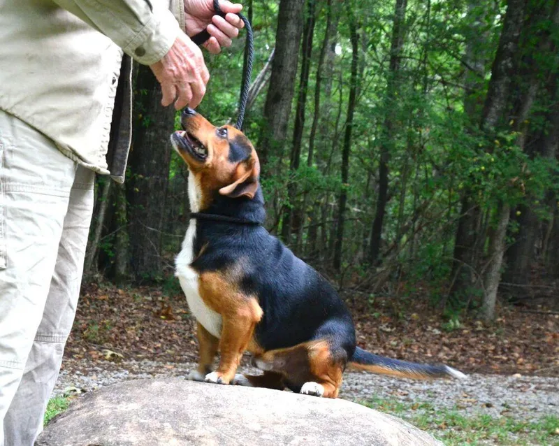 Paddy thumbnail 6