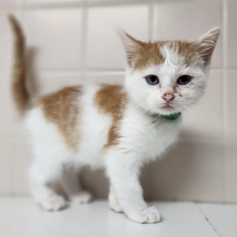 A baby small-sized male White Domestic Short Hair cat named Carmalo for adoption in Dixon, IL